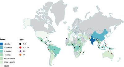 Fusarium Tropical Race 4 in Latin America and the Caribbean: status and global research advances towards disease management